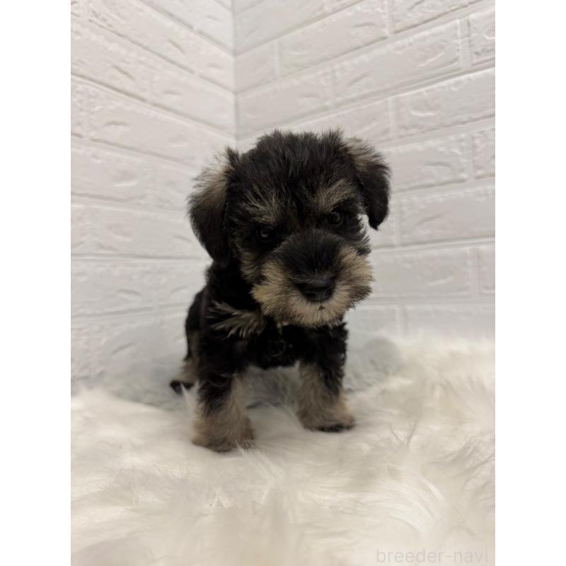 販売中の岡山県のミニチュアシュナウザー-435364の11枚目