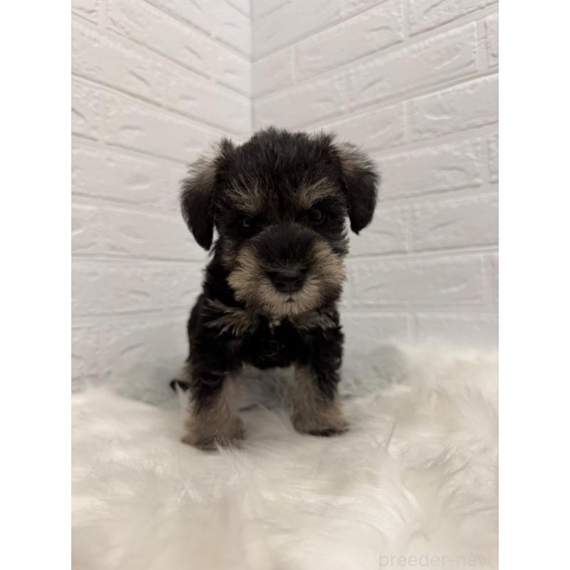 販売中の岡山県のミニチュアシュナウザー-435364の10枚目