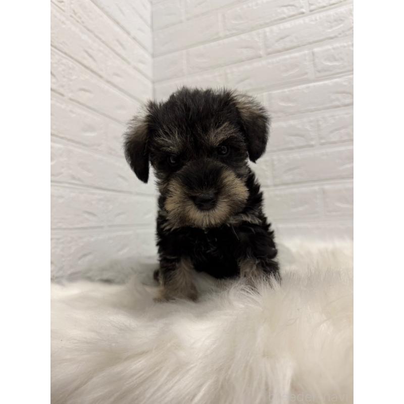 販売中の岡山県のミニチュアシュナウザー-435364の9枚目