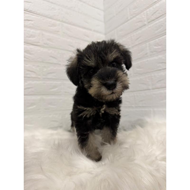 販売中の岡山県のミニチュアシュナウザー-435364の8枚目