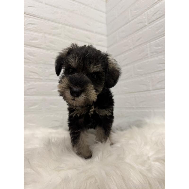 販売中の岡山県のミニチュアシュナウザー-435364の7枚目