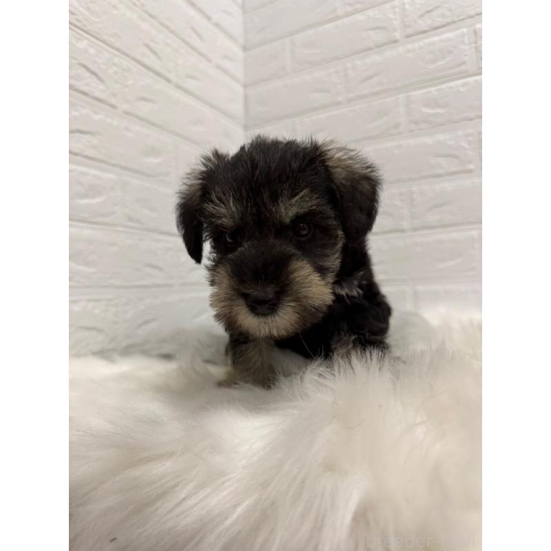 販売中の岡山県のミニチュアシュナウザー-435364の6枚目