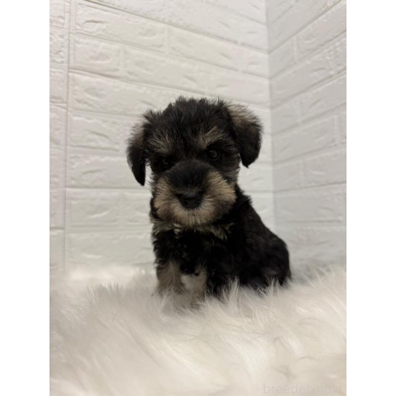 販売中の岡山県のミニチュアシュナウザー-435364の5枚目