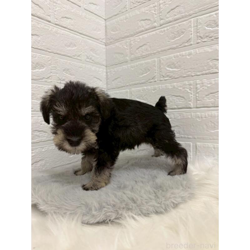 販売中の岡山県のミニチュアシュナウザー-435364の2枚目