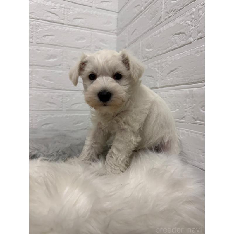 販売中の岡山県のミニチュアシュナウザー-435365の11枚目