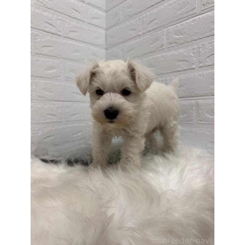 販売中の岡山県のミニチュアシュナウザー-435365の8枚目