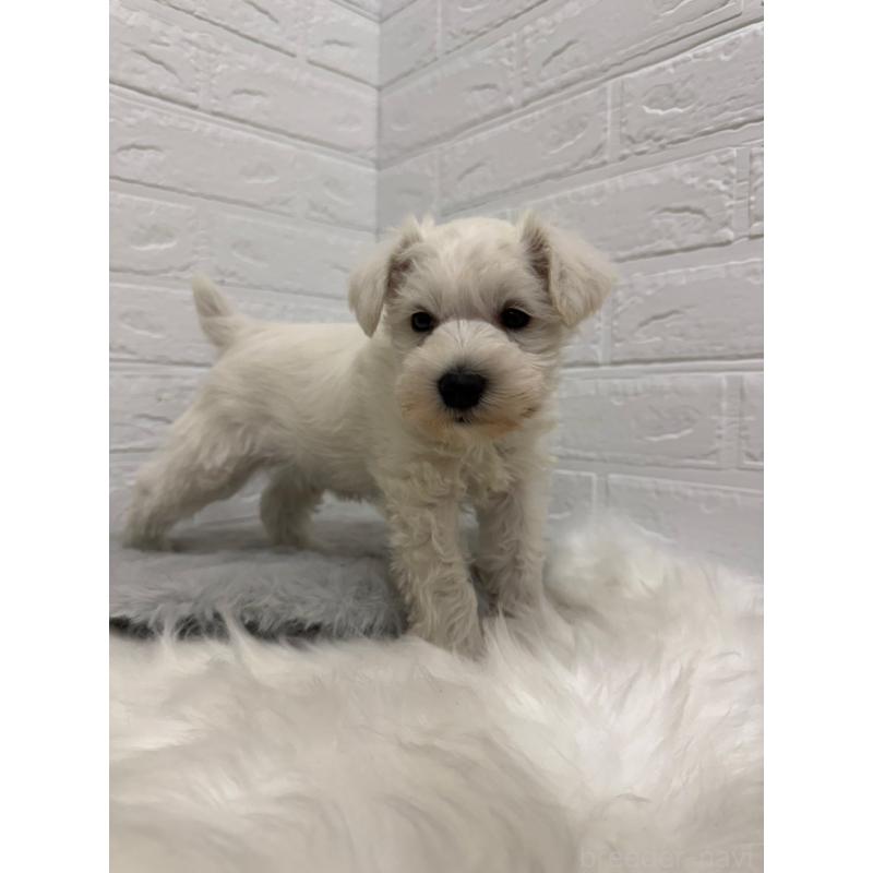 販売中の岡山県のミニチュアシュナウザー-435365の6枚目