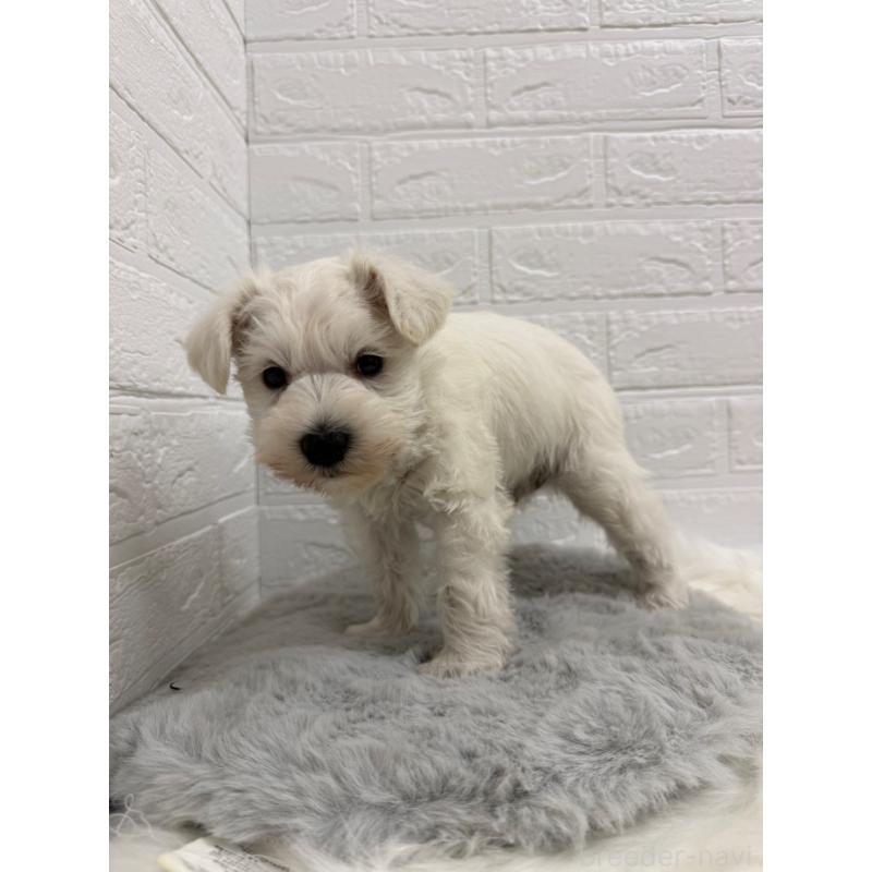 販売中の岡山県のミニチュアシュナウザー-435365の4枚目