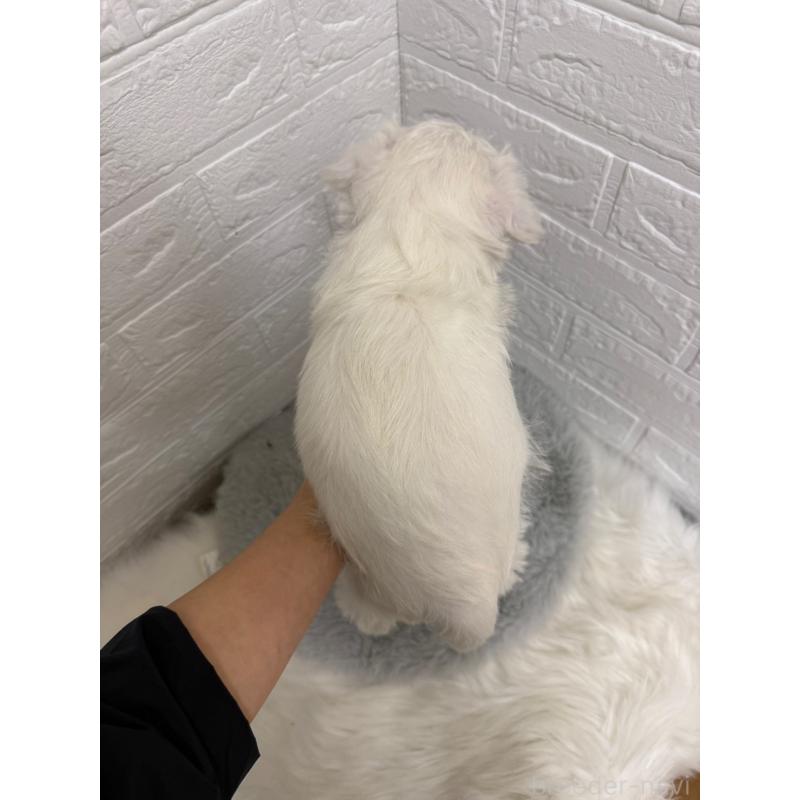 販売中の岡山県のミニチュアシュナウザー-435365の2枚目