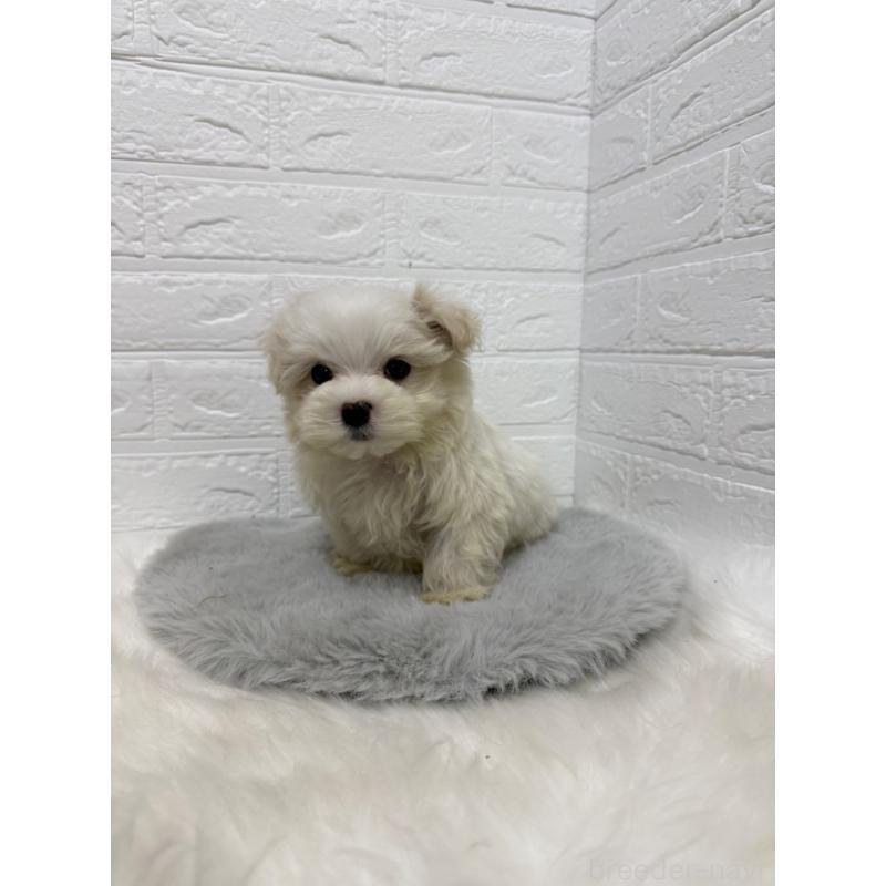 販売中の岡山県のマルチーズ-435366の15枚目