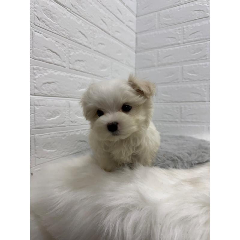 販売中の岡山県のマルチーズ-435366の14枚目