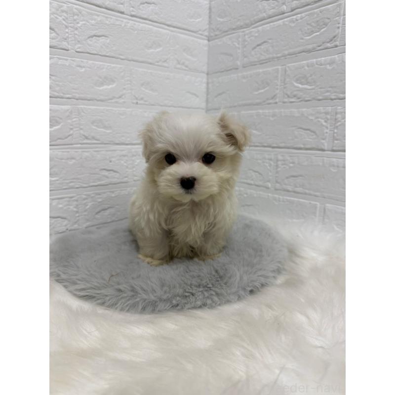 販売中の岡山県のマルチーズ-435366の13枚目