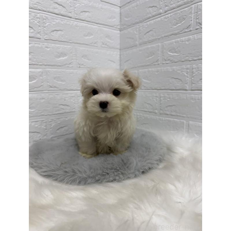 販売中の岡山県のマルチーズ-435366の12枚目