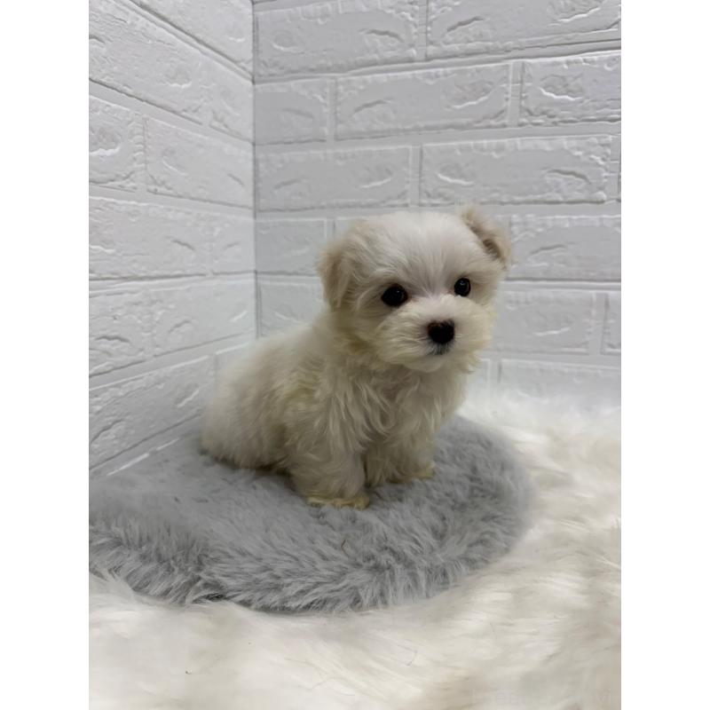 販売中の岡山県のマルチーズ-435366の11枚目