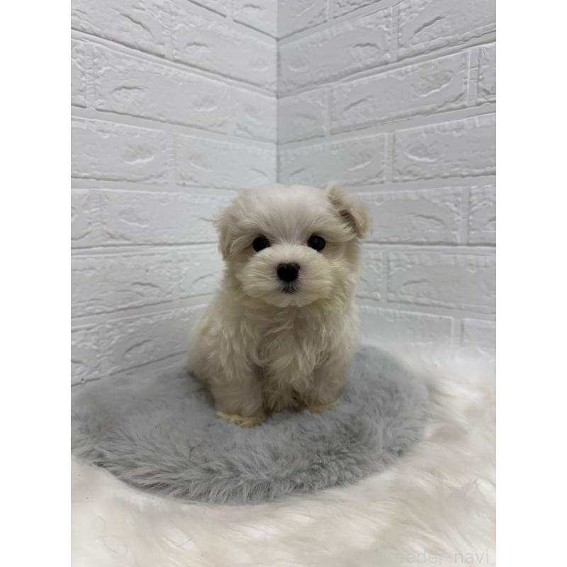 販売中の岡山県のマルチーズ-435366の10枚目