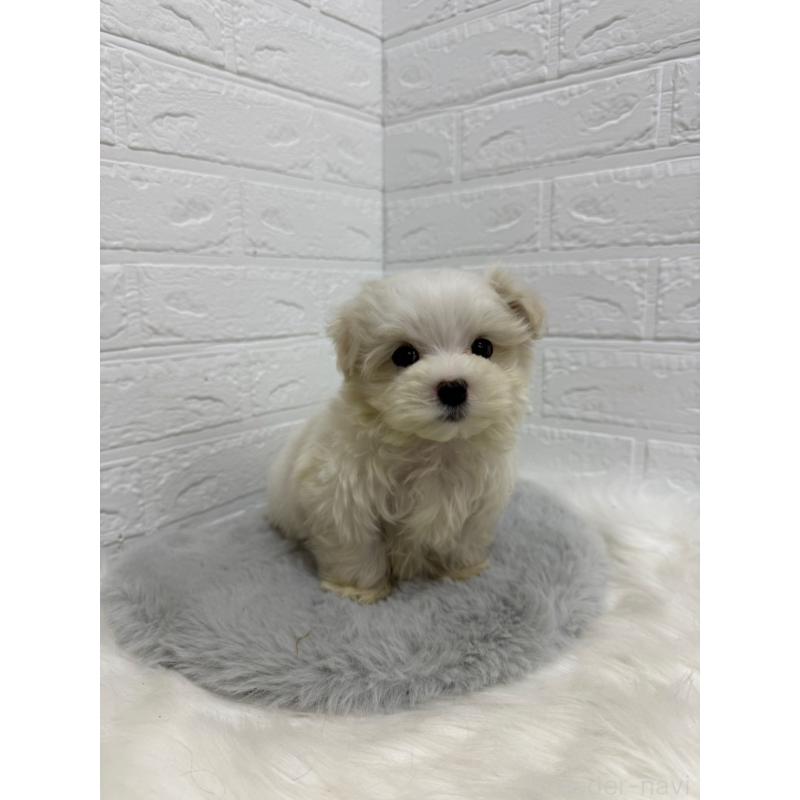 販売中の岡山県のマルチーズ-435366の9枚目