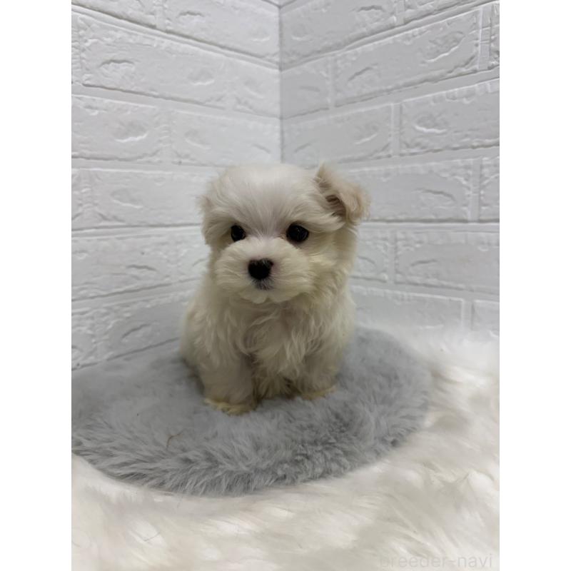 販売中の岡山県のマルチーズ-435366の8枚目