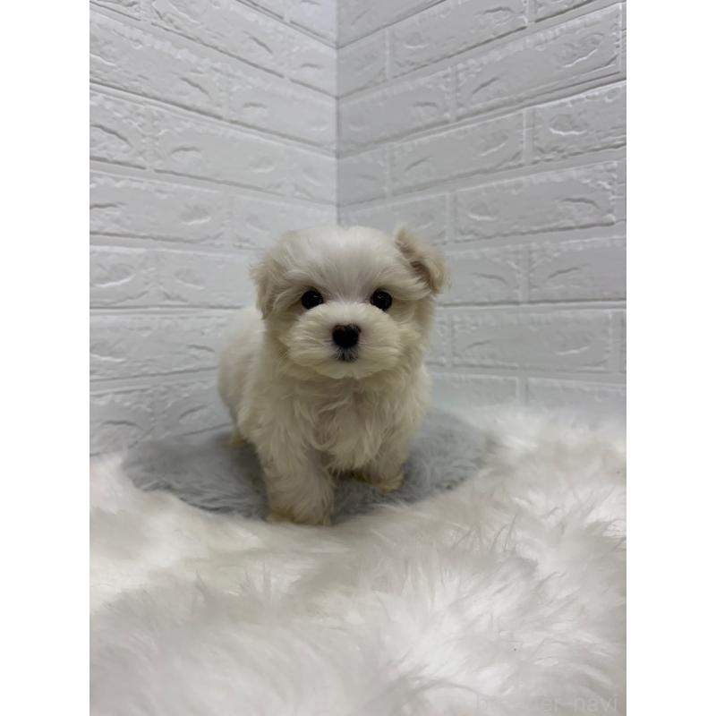 販売中の岡山県のマルチーズ-435366の7枚目