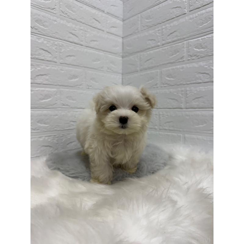 販売中の岡山県のマルチーズ-435366の6枚目