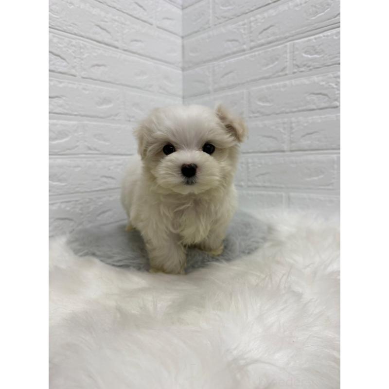 販売中の岡山県のマルチーズ-435366の5枚目