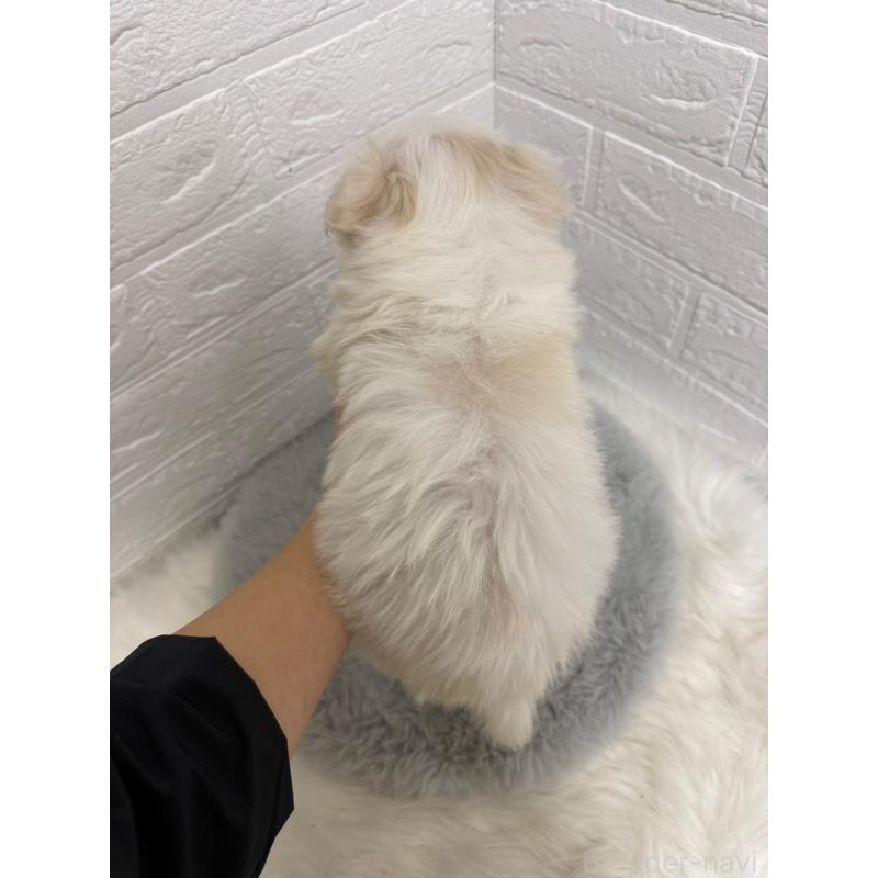 販売中の岡山県のマルチーズ-435366の4枚目