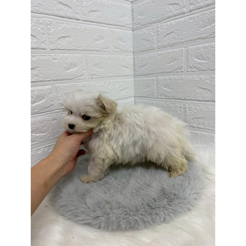 販売中の岡山県のマルチーズ-435366の3枚目