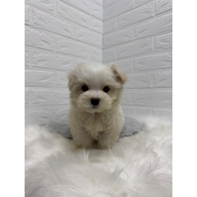 販売中の岡山県のマルチーズ-435366の2枚目