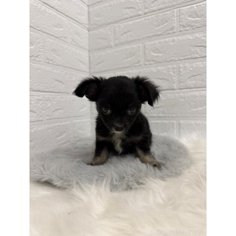 販売中の岡山県のチワワ(ロングコート)-435367の11枚目