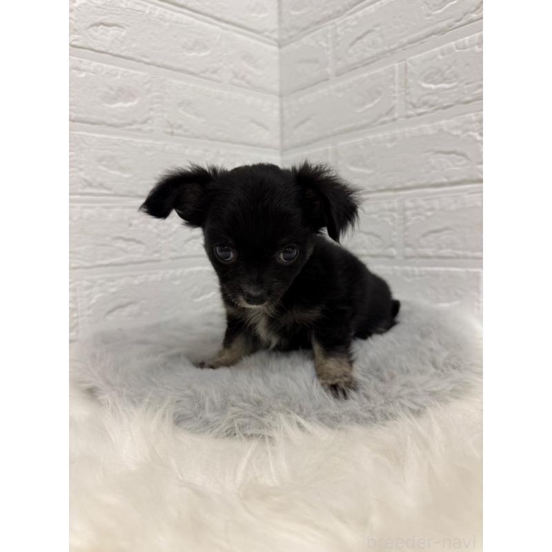 販売中の岡山県のチワワ(ロングコート)-435367の10枚目