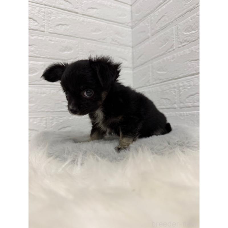 販売中の岡山県のチワワ(ロングコート)-435367の9枚目