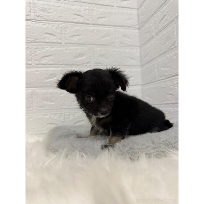 販売中の岡山県のチワワ(ロングコート)-435367の7枚目