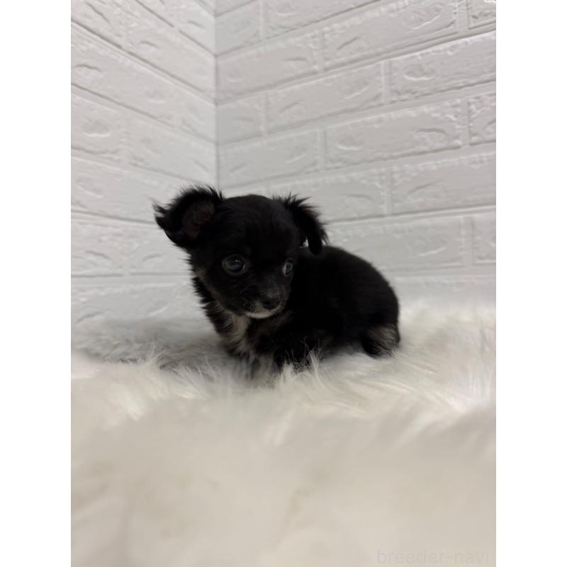 販売中の岡山県のチワワ(ロングコート)-435367の6枚目