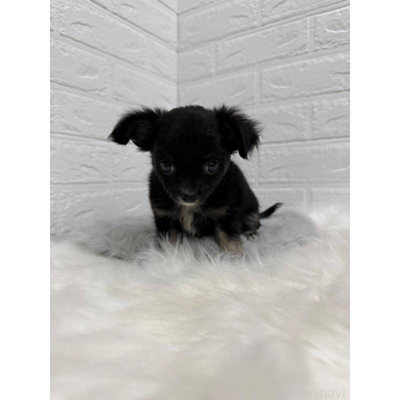 販売中の岡山県のチワワ(ロングコート)-435367の5枚目