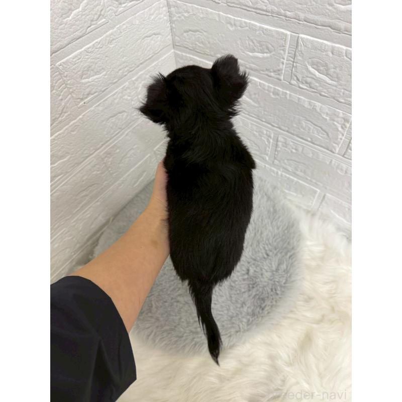 販売中の岡山県のチワワ(ロングコート)-435367の4枚目