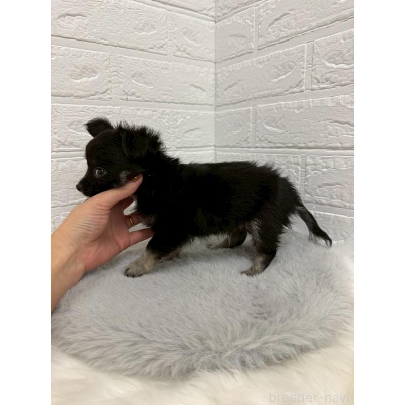 販売中の岡山県のチワワ(ロングコート)-435367の3枚目