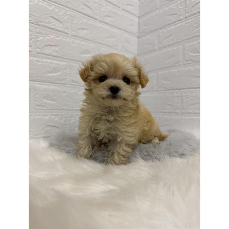 販売中の東京都のマルプー:マルチーズ×トイプードル-435368の10枚目