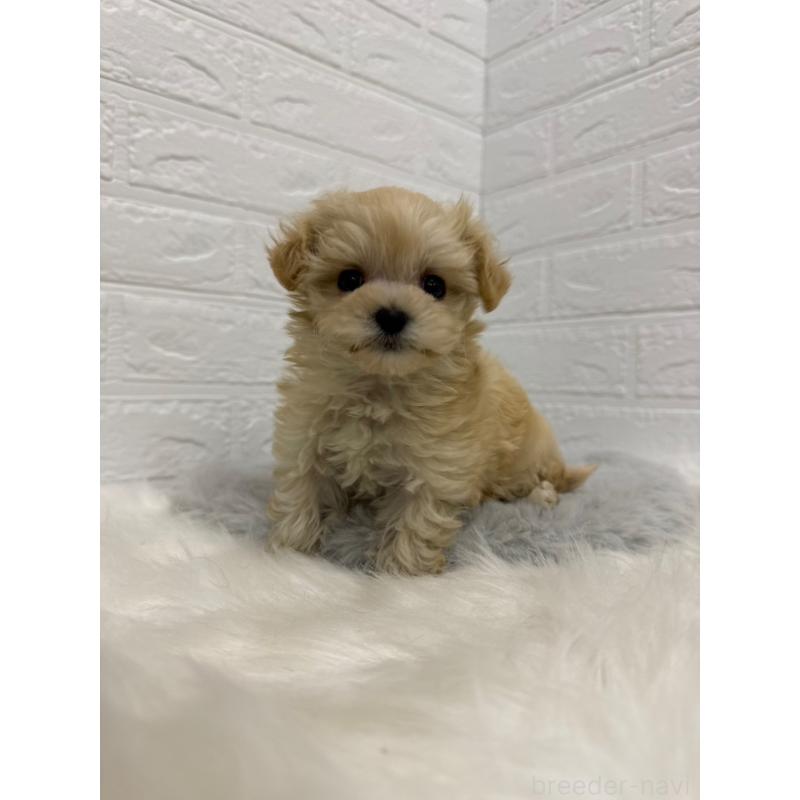 販売中の東京都のマルプー:マルチーズ×トイプードル-435368の9枚目