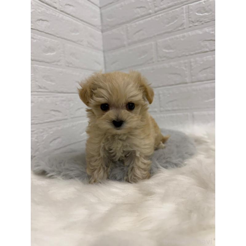 販売中の東京都のマルプー:マルチーズ×トイプードル-435368の7枚目