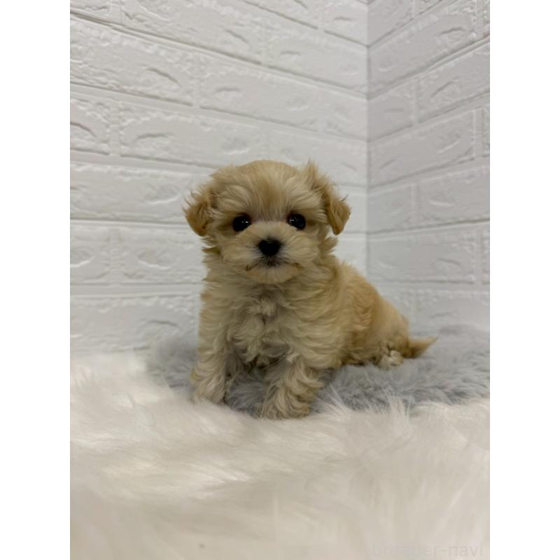 販売中の東京都のマルプー:マルチーズ×トイプードル-435368の6枚目