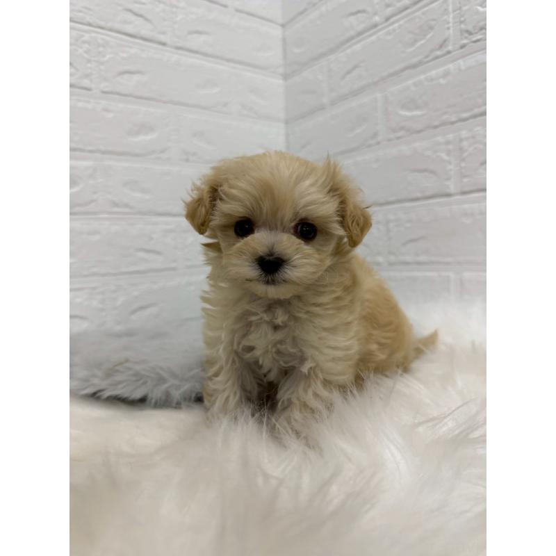 販売中の東京都のマルプー:マルチーズ×トイプードル-435368の4枚目