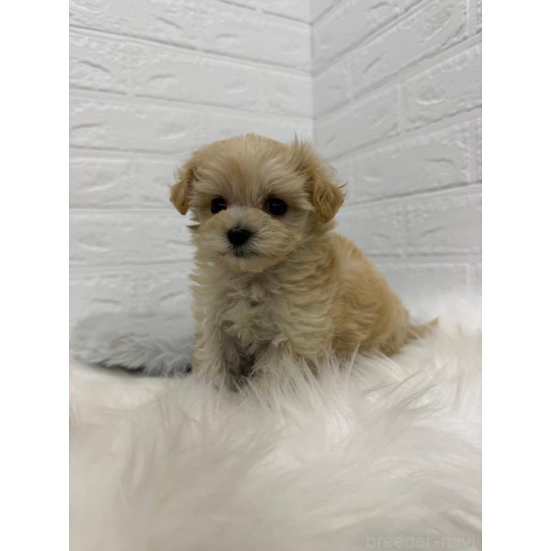 販売中の東京都のマルプー:マルチーズ×トイプードル-435368の3枚目