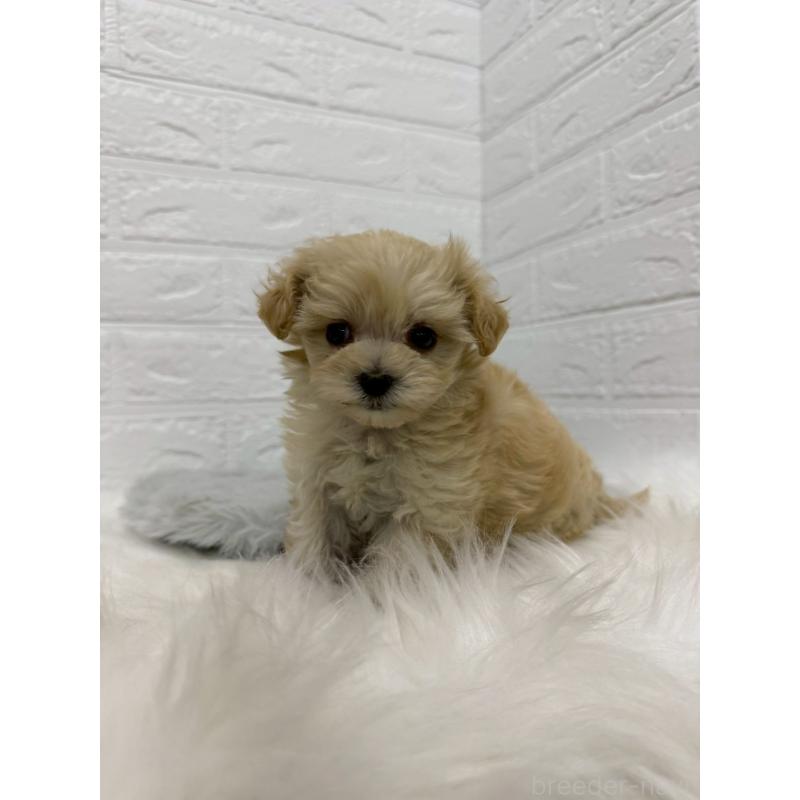 販売中の東京都のマルプー:マルチーズ×トイプードル-435368の2枚目