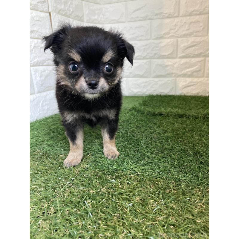 販売中の東京都のチワワ(ロングコート)-435369の13枚目