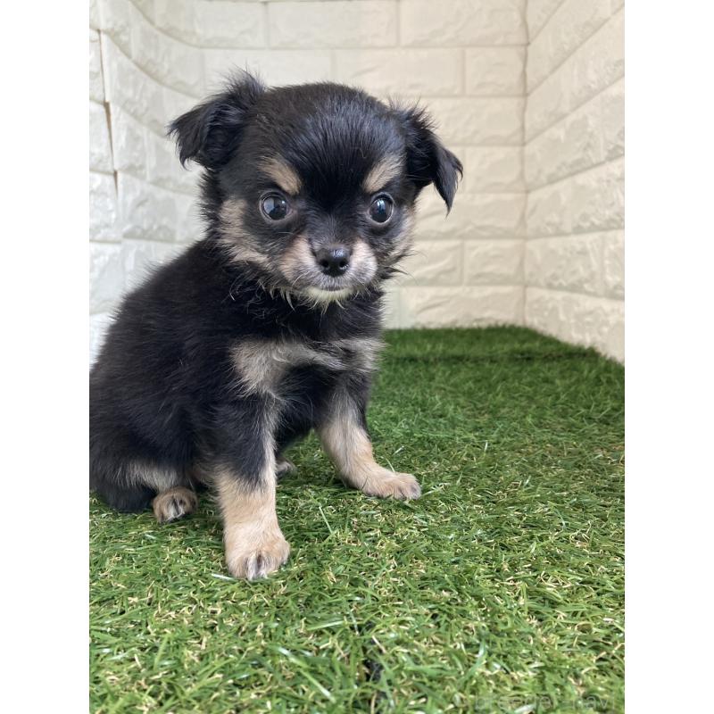 販売中の東京都のチワワ(ロングコート)-435369の11枚目