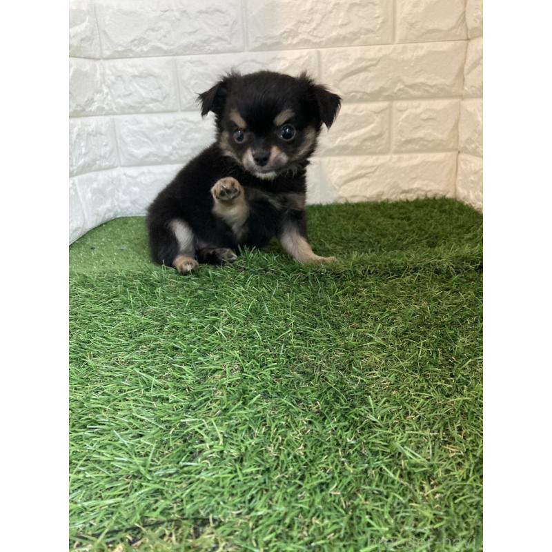 販売中の東京都のチワワ(ロングコート)-435369の9枚目