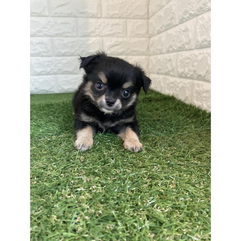 販売中の東京都のチワワ(ロングコート)-435369の8枚目