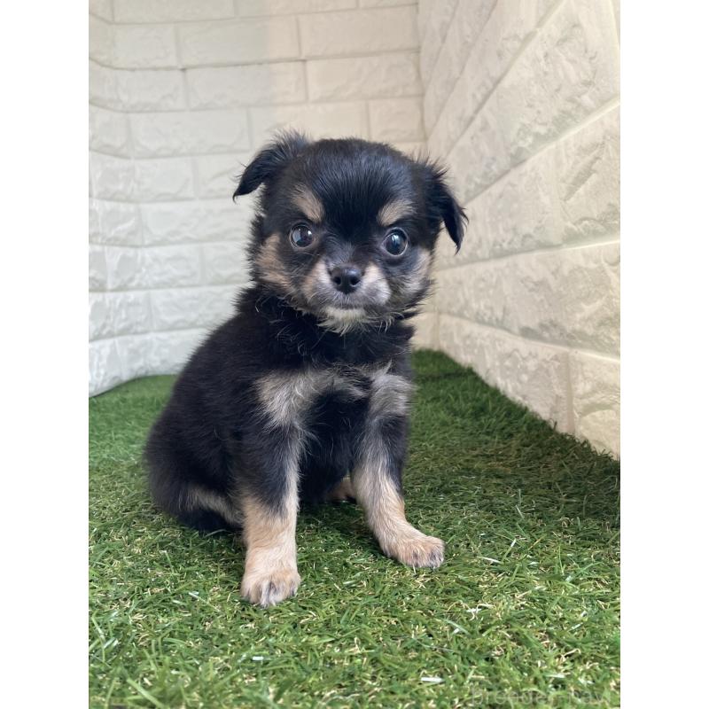 販売中の東京都のチワワ(ロングコート)-435369の7枚目