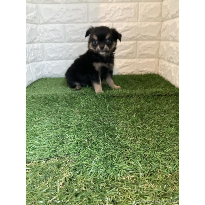 販売中の東京都のチワワ(ロングコート)-435369の4枚目