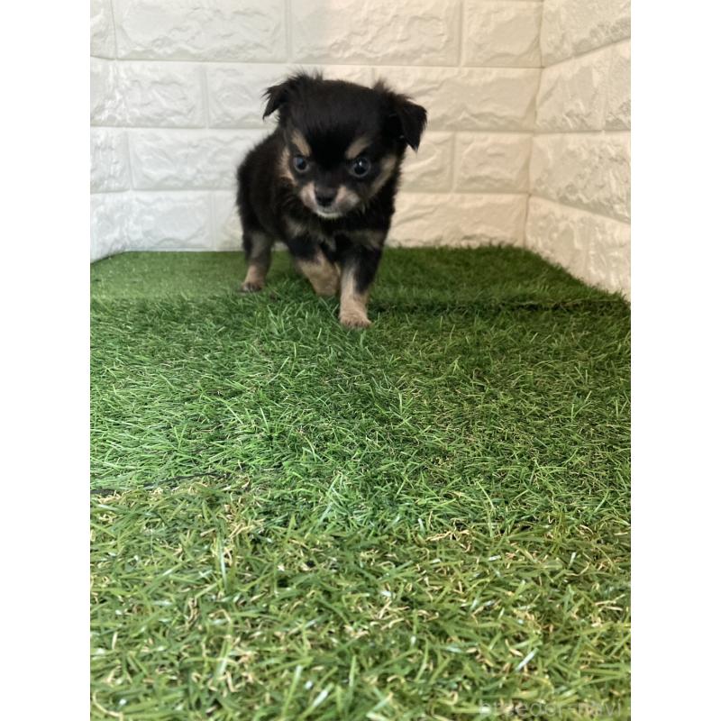 販売中の東京都のチワワ(ロングコート)-435369の3枚目