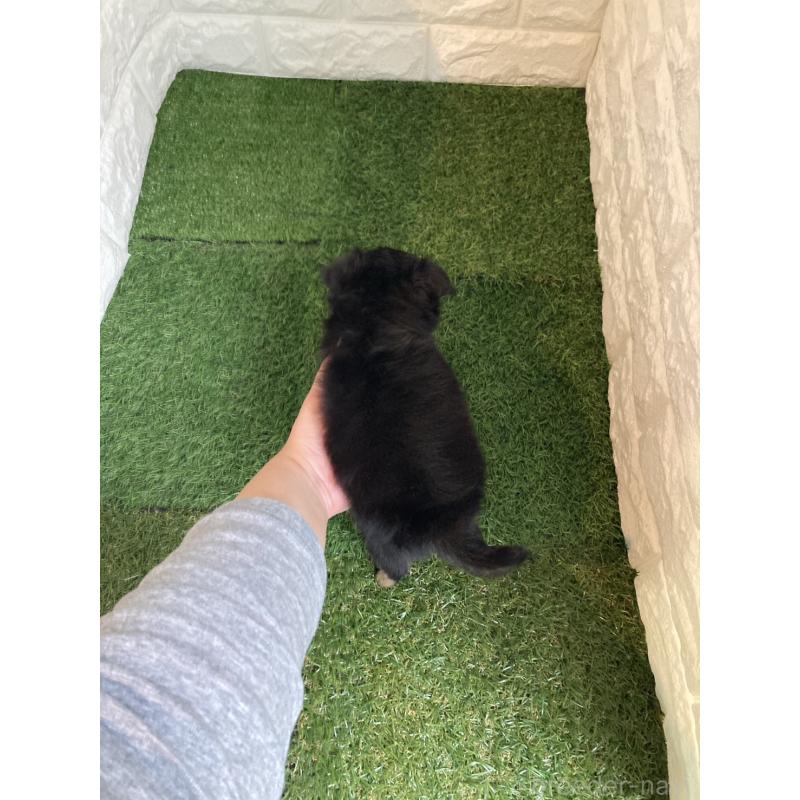 販売中の東京都のチワワ(ロングコート)-435369の2枚目